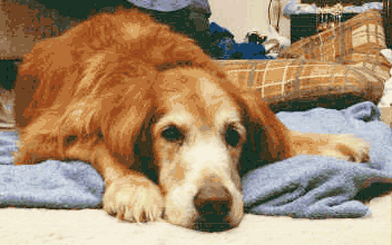 Molson Our friend Molson